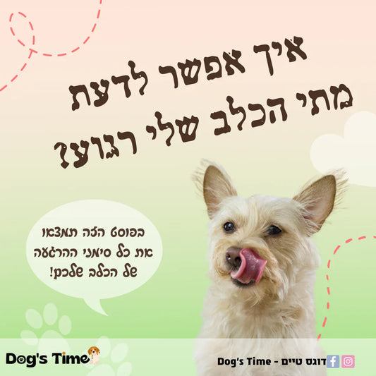 איך אפשר לדעת מתי הכלב שלי רגוע?