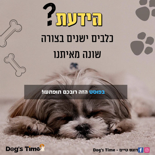 הידעת? כלבים ישנים בצורה שונה מאיתנו!