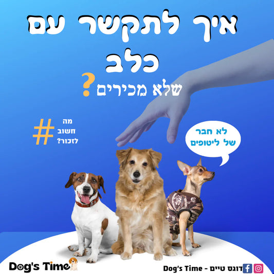 איך לתקשר עם כלב שלא מכירים?